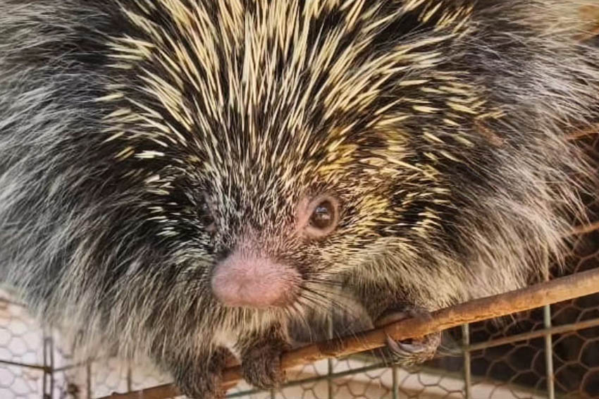 GOBERNADOR ROCA: Rescatan y liberan a un erizo que ingresó a un comercio