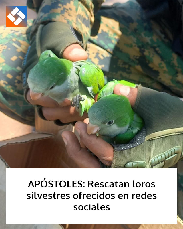 APÓSTOLES: Rescatan loros silvestres ofrecidos en redes sociales