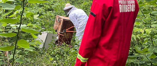 SANTO PIPÓ: Bomberos intervinieron por ataque de abejas y trasladaron un enjambre a un lugar seguro