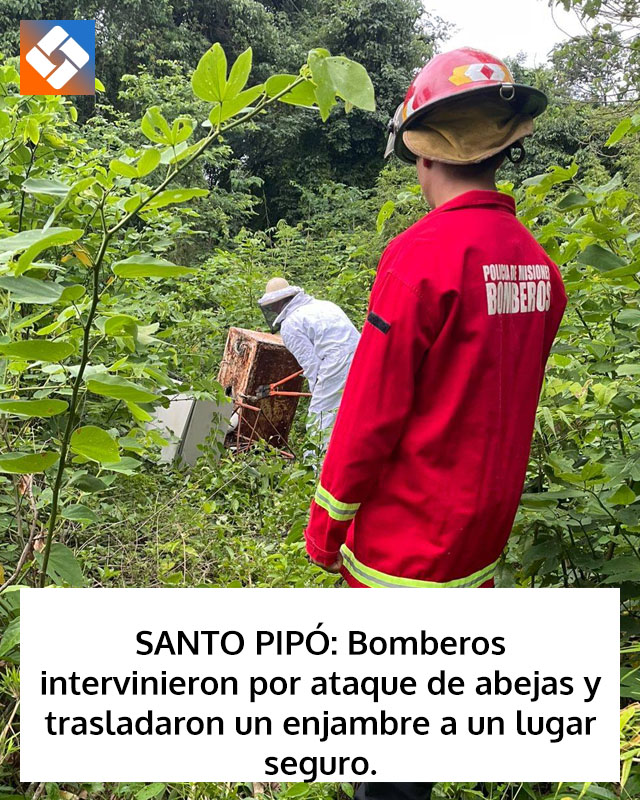 SANTO PIPÓ: Bomberos intervinieron por ataque de abejas y trasladaron un enjambre a un lugar seguro