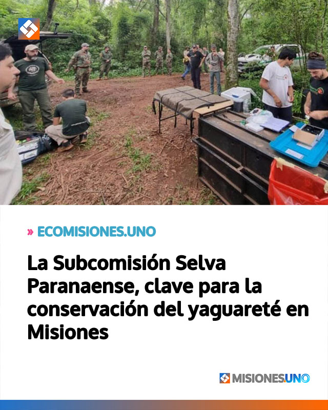 La Subcomisión Selva Paranaense, clave para la conservación del yaguareté en Misiones