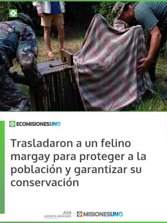 Trasladaron a un felino margay para proteger a la población y garantizar su conservación